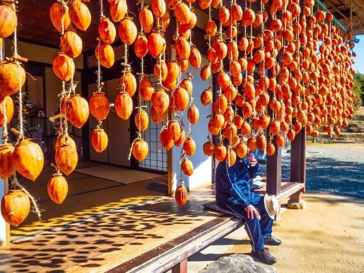 hồng treo gió mùa thu hồng treo gió mùa thu